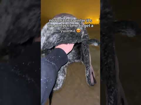 Winter Fashion Must Have Fur Hats For Cold Weather Fok Ushanka