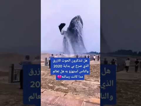 هل تتذكرون صرخة الحوت الازرق فضلا وليس أمرا أشترك بلقناة مع لايك ولاتنسى الجرس أحبكم جميعا