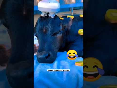 البقره في الهند