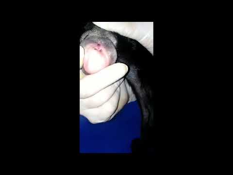 شرح طريقه جواز الكلاب او تشبيط الكلاب