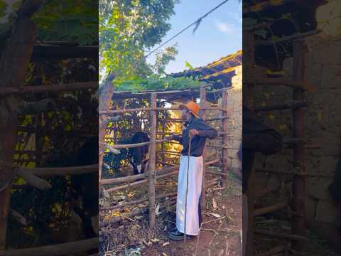 Nta Inka Ntabuzima Nukooo Mieempire Isimbitv Jessica Missrwanda Afrimax Nyaxocomedy