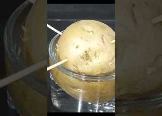 زراعة البطاطس في الماء زراعة