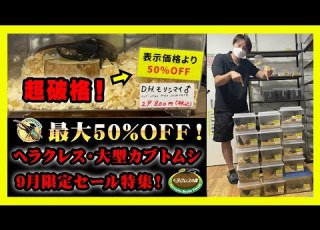  最大50 OFF ヘラクレスオオカブト 大型カブトムシを9月限定セール オンラインショップ 実店舗でやります