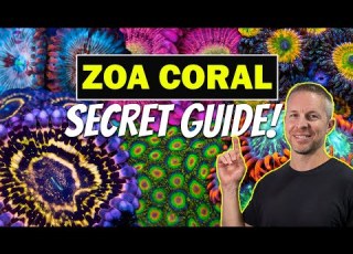 ZOA CORALS SECRET GUIDE TO SUCCESS