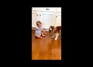  Dog Licking Baby S Adorable Face As He Smiles And Demands More