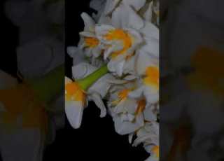 نيركزا سري جياي كاروان كامل الستوري