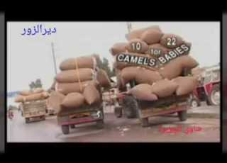 يام 7 كلو شوف وتفرج