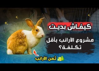 كيفاش تبدا مشروع تربية الأرانب بأقل تكلفة أنواع تكاليف وأسرار النجاح