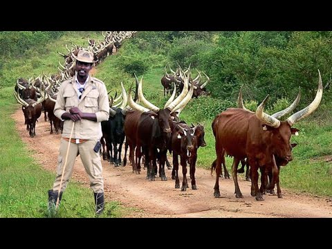 MILLIONAIRE ANKOLE COW FARMING BUSINESS IN UGANDA AMAZING