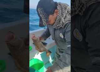  مجزارة الكشر في راس غارب