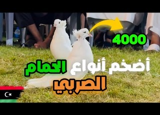 أكبر أنواع الحمام في العالم داخل مزاد ليبيا