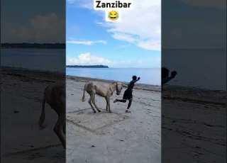 WELCOME TO ZANZÍBAR ISLAND HOME HAKUNA MATATA Shorts Funny Video Foryou Music Vichekesho