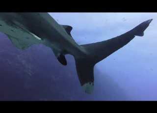  Oceanic Whitetip At Shaab Maksour Fury Shoals Diving From Emperor Elite Liveboard