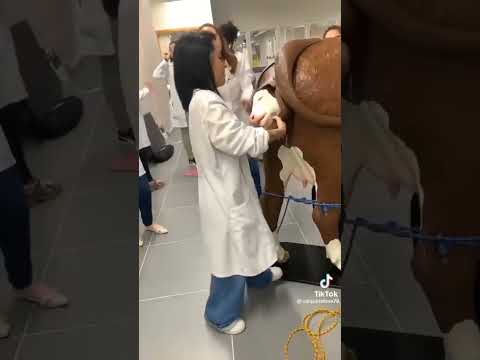 شاهد كيف يتم تعليم طلاب بيطري Veterinary Animals شاهد كيف يتم تعليم طلاب بيطري Veterinary Animals