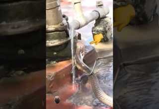 تشرب وتخلط سمها في الماء شاهد أغرب مشهد للكوبرا