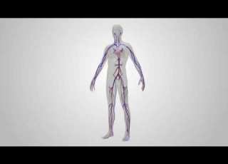 Blood Flow In The Human Body حركة الدم في جسم الانسان