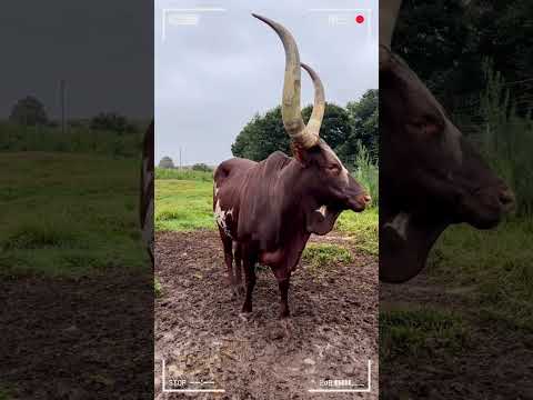 ANKOLE WATUSI CATTLE Biggest Bulls And Cow Cows Bulls Ankole