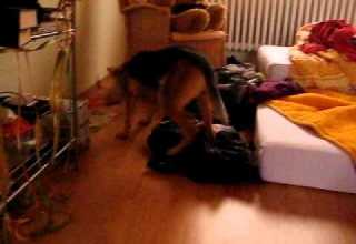 Phoebe Phoo The Dingaroo