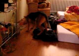 Phoebe Phoo The Dingaroo