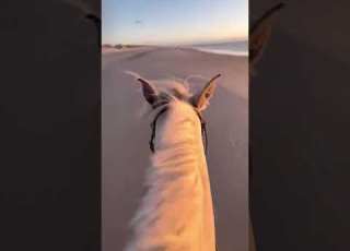  Riding A Super Fast Horse In The Beach Arabianhorseworld Arabianstallion Equestrian خيل