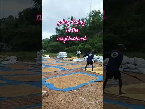 How Do We Dry Our Palay In The Philippines Rice Grain