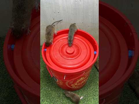 Good Rat Trap At Home From Plastic Bucket Bucket Best Trap Mousetrap Mouse Rat Rattrap