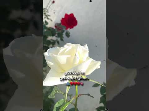 إما هيه فأختي حبيبتي وعزيزة قلبي تصميمي