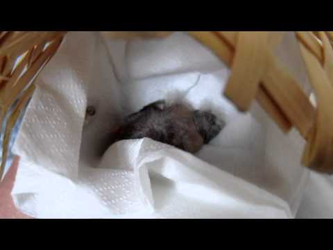 Noddy The Great Pooper