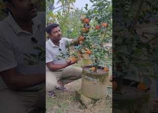  Sweet Mandarin Ramragngan Fruiting Trending Orange Shorts