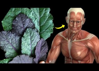  What Happens To Your Body When You Eat Kale Everyday