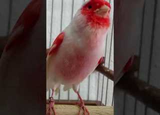  MOSAIC CANARY SINGING Canarybirds Birds Petanimals Animals Goldfinchsinging Birdsounds Nature