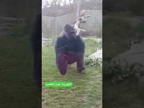 عندما تغضب الغوريلا فلن يصمد الزجاج شاهد