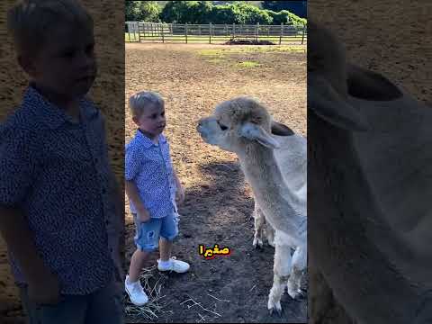 الل امة الحيوان الذي يبصق عندما ينزعج