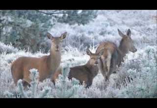 KorgStyle Snow Is Falling 07 2025