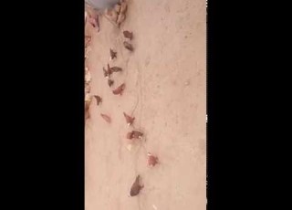  حمر حسن عماره ومؤيدامره