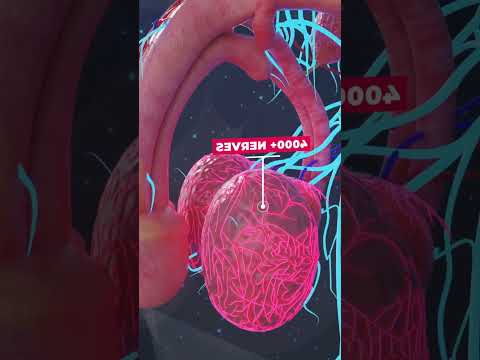 عمرك سألت نفسك ليه بيكون وجع الضرب في الخصيه مؤلم جدا