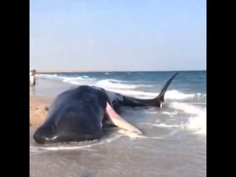 فيديو محاولات إنقاذ حوت العنبر رأس الحد سلطنة عمان