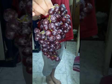 عنقود العنب وجماله