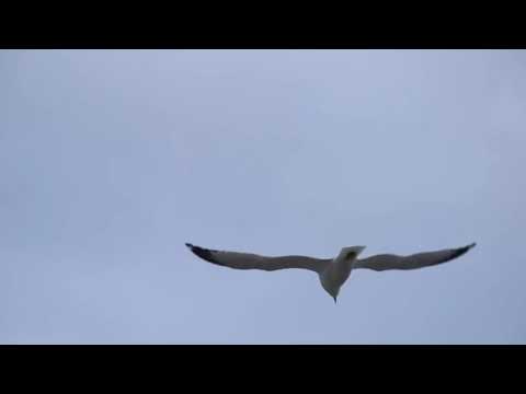 أوكا وأورتيجا وأحمد شيبه إمتى Oka We Ortiga Ahmed Shebah Emta