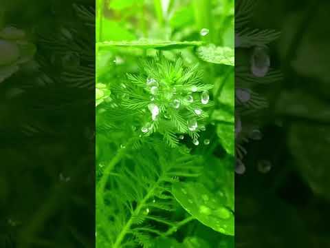 الشيخ الطبلاوي مقطع رائع من سورة ال عمران