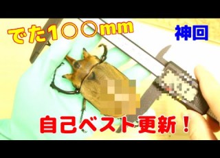  出た出た 自己記録更新 エレファスゾウカブト