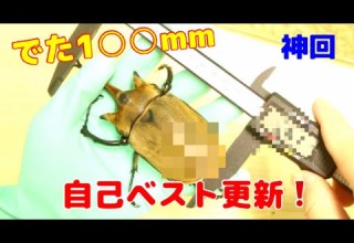 出た出た 自己記録更新 エレファスゾウカブト 出た出た 自己記録更新 エレファスゾウカブト