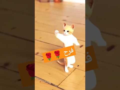 الاكتر طلبا فرح فرح العراق السعودية قطر الامارات الكويت البحرين اليمن الجزائر Cat New Baby