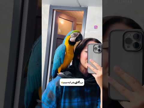 جیغ میزنیم طوطی Parrot پرنده Birds زندگی Pets کاسکو Cockatiel عروس هلندی Funny