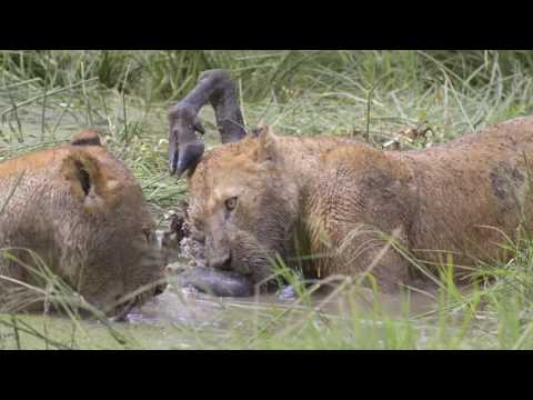 Lions And The Maasai In Ngorongoro