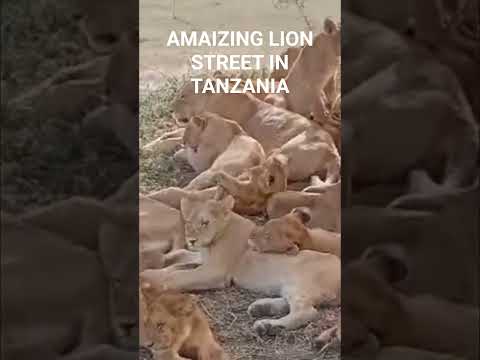 AMAIZING LION STREET IN TANZANIA Tanzania Trendingshorts Trending Tourism Respect Lion