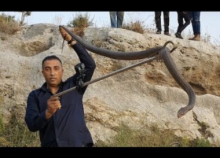 شبان قاموا بمطاردتها لي ايذائها و هربت ولكنها اضخم و اقوى و اسرع افعى قررت انقاذها مع جمال العمواسي