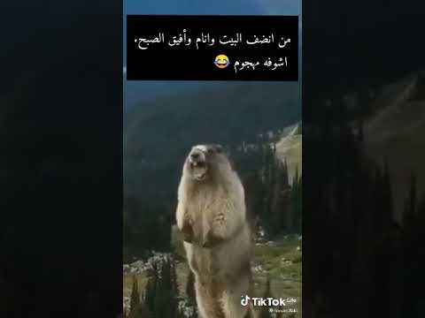 واه من يوم هيجى مليان جرح والم