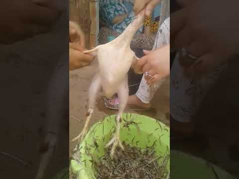 دجاجة غسلات رجليها ونسات ماداز عليها