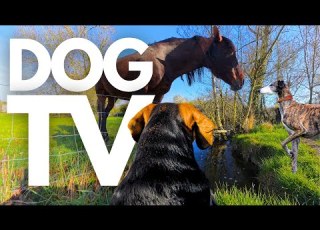 GoPro DogTV 10hrs Of Serene Virtual Dog Walks Along Soothing Riverbanks Dog POV